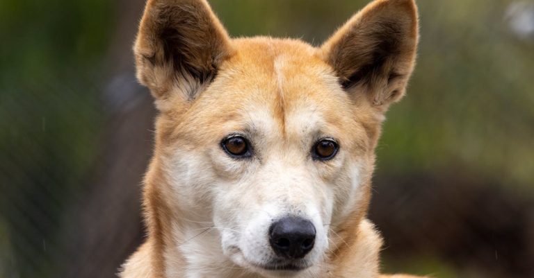 Why Does My Dog Lick My Ears: Unraveling the Hidden Messages