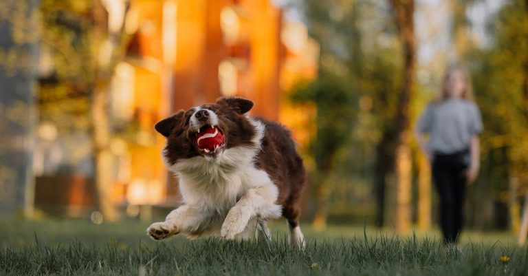 Why Is My Dog Farting So Much? Understanding the Causes and Solutions