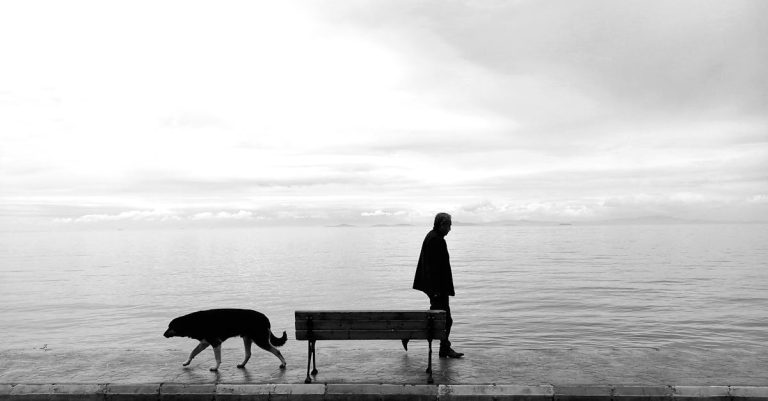 Why is My Dog Whining So Much: Causes, Triggers, and Solutions