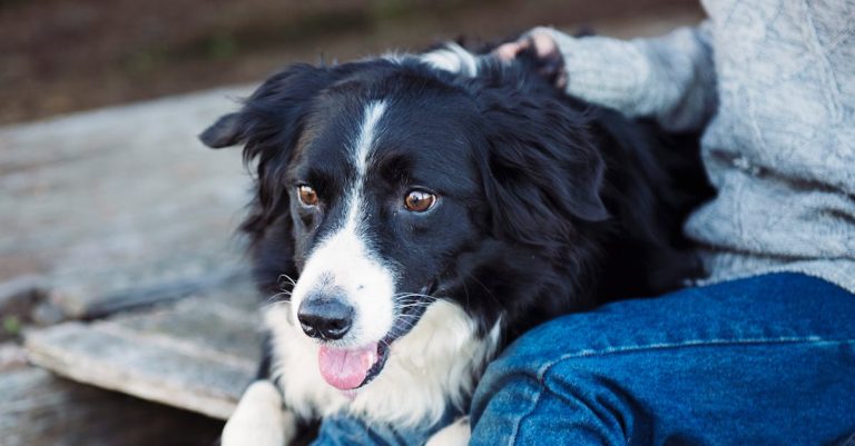 Why Does My Dog Stare at Me? Understanding Canine Communication