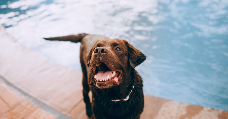 Why Are Dog Noses Wet? Unveiling the Truth Behind Your Pup’s Moist Sniffer
