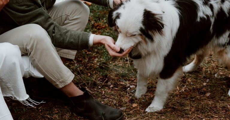 Why Is My Dog Licking Me so Much? Understanding the Reasons Behind Excessive Licking