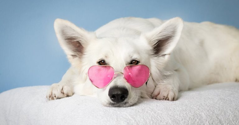 Why Dogs Enjoy Being Pet: Unveiling the Science Behind Their Love for Affection