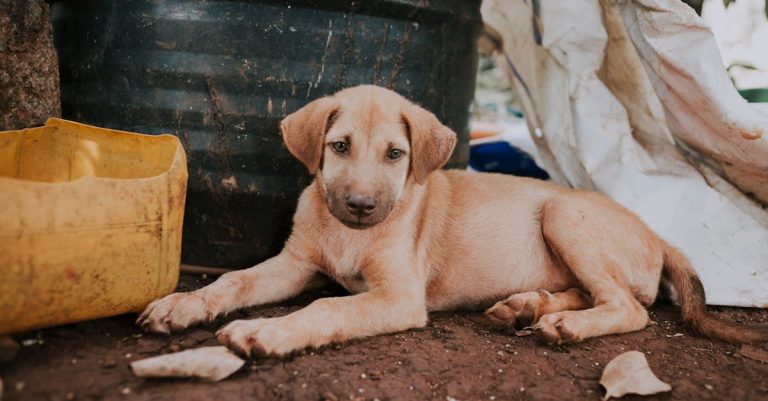 The Dangers of Rawhide Chews: Why They’re Bad for Dogs & Safer Alternatives