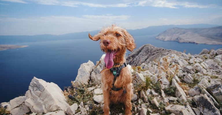 Why Is My Dog Panting Excessively? Uncovering the Reasons Behind Unexplained Panting