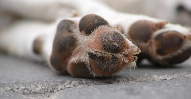 Why Does My Dog Chew His Paws? Common Causes, Solutions & Prevention