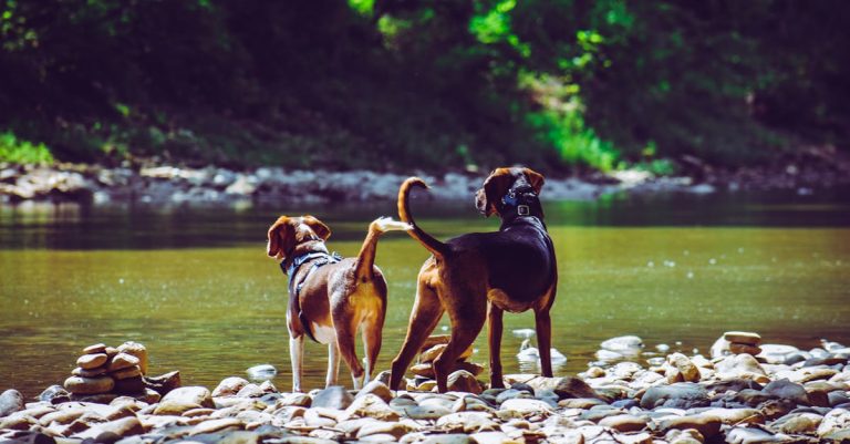 Why Do Dogs Eat Rocks? Exploring Causes, Dangers & Prevention Tips