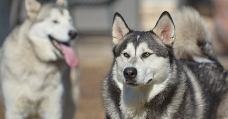 Why Do Dogs Like Bones: Evolutionary & Safety Insights