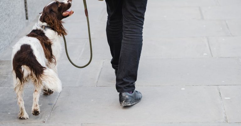 Why Do Dogs Wag Their Tails: Unveiling the Emotions and Communications Behind this Canine Behavior